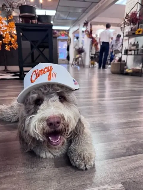 A shaggy doodle lying on a shop floor, wearing a white Cincy hat with orange script